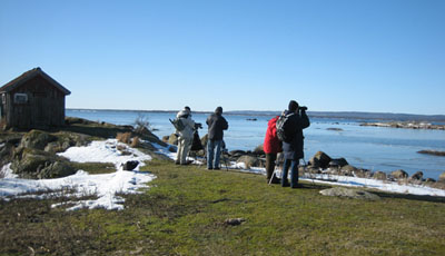 Elleholm skadare in action.